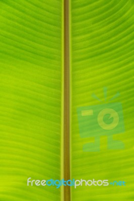 Green Leaves Background Stock Photo Green Leaves Background Stock Photo