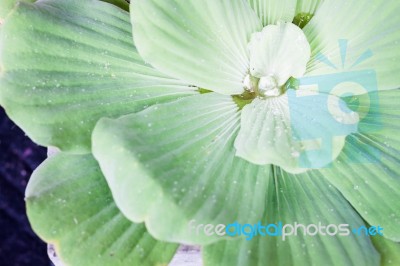 Green Leaves Close-up Natural Background Stock Photo Green Leaves Close-up Natural Background Stock Photo