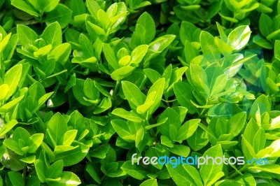 Green Leaves In Spring,background Stock Photo