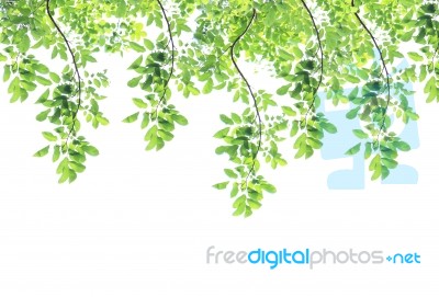 Green Leaves Isolated On White Background Stock Photo Green Leaves Isolated On White Background Stock Photo