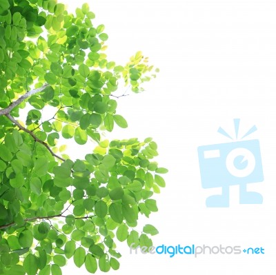 Green Leaves Isolated On White Background Stock Photo