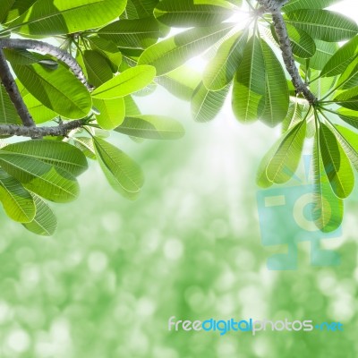 Green Leaves Of Frangipani Stock Photo Green Leaves Of Frangipani Stock Photo