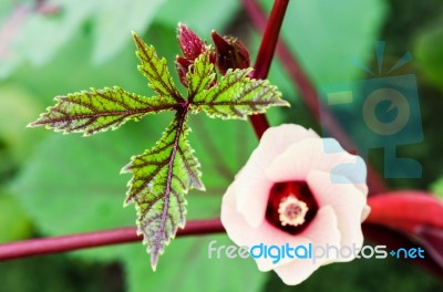 Green Leaves Of Jamaica Sorrel Stock Photo