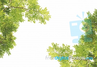 Green Leaves On White Background Stock Photo
