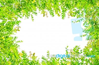 Green Leaves On White Background For Isolated Stock Photo
