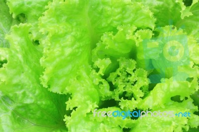 Green Lettuce Stock Photo