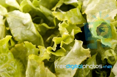 Green Lettuce Stock Photo