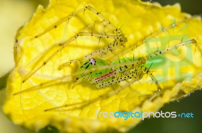 Green Lynx Spider Is A Conspicuous Bright-green Spider Found On Stock Photo