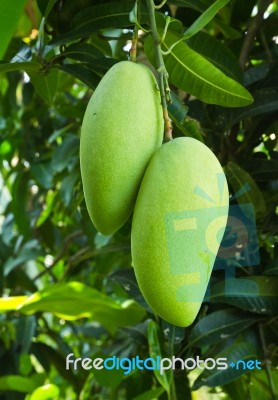 Green Mango Stock Photo