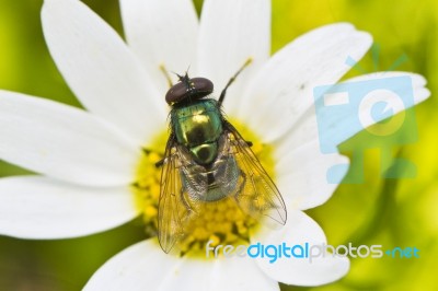Green Metallic Bottle Fly Stock Photo