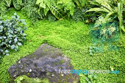 Green Moss Stock Photo