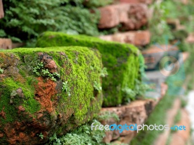 Green Moss Stock Photo
