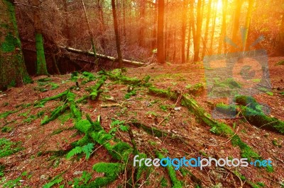 Green Moss Coats A Deadfall In Scottish Conifer Forest Stock Photo