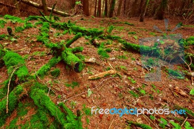 Green Moss Coats A Deadfall In Scottish Conifer Forest Stock Photo