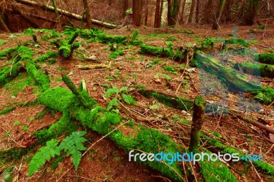 Green Moss Coats A Deadfall In Scottish Conifer Forest Stock Photo