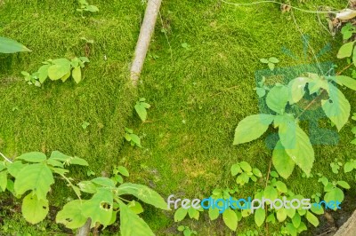 Green Moss For Background Texture Stock Photo
