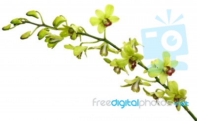 Green Orchid Stock Photo