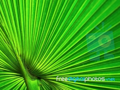 Green Palm Leaf Background Stock Photo