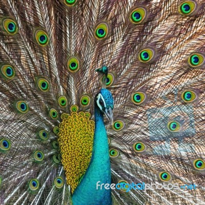 Green Peafowl Stock Photo
