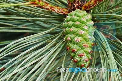 Green Pine Cone Stock Photo