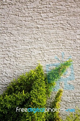 Green Plant Growing On A Wall Stock Photo