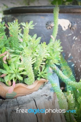 Green Plant Pot In Home Garden Stock Photo