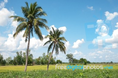 Green Rice Field Stock Photo