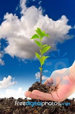 Green Seedling In Hand Stock Photo
