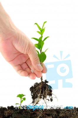 Green Seedling In Hand Stock Photo
