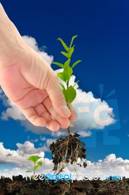 Green Seedling In Hand Stock Photo