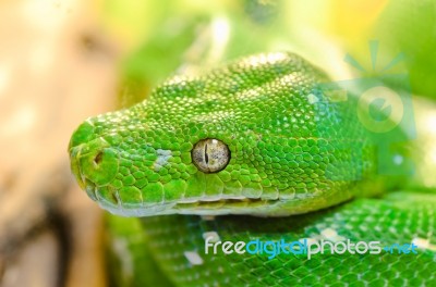 Green Snake Stock Photo