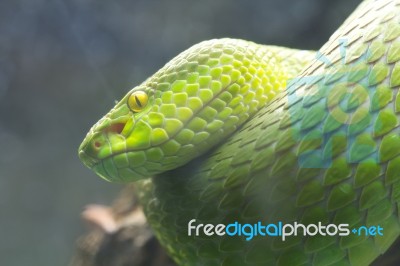 Green Snake Stock Photo Green Snake Stock Photo