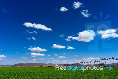 Green Sudan Field In Yuma Arizona Stock Photo