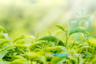 Green Tea Bud And Fresh Leaves. Tea Plantations Stock Photo