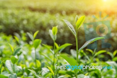 Green Tea Bud And Leaves. Green Tea Plantations And Sunny In Morning Stock Photo Green Tea Bud And Leaves. Green Tea Plantations And Sunny In Morning Stock Photo