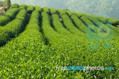 Green Tea Farm Stock Photo