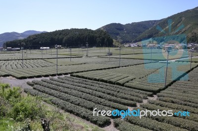 Green Tea Farm Stock Photo