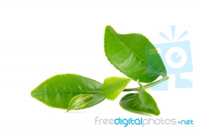 Green Tea Leaf Isolated On White Background Stock Photo