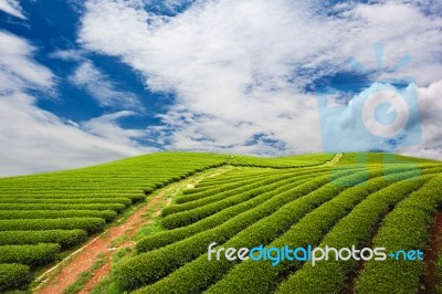 Green Tea Plantation Stock Photo