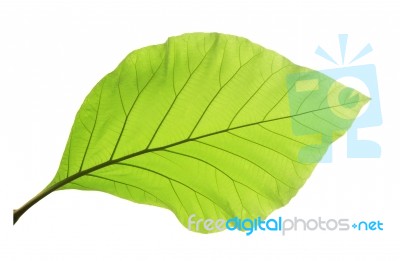 Green Teak Leaf Isolated On White Background Stock Photo