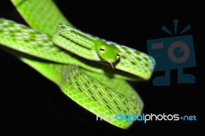 Green Vine Snake Stock Photo