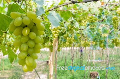 Green Vineyards Stock Photo