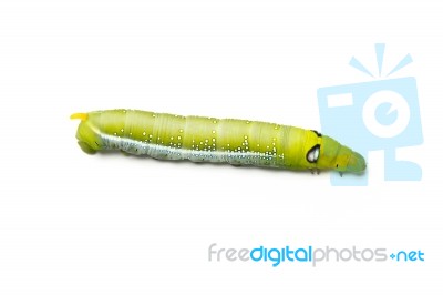Green Worm White Background Stock Photo