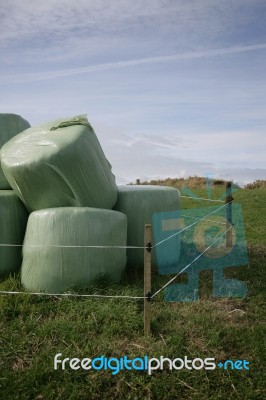 Green Wrapped Silage Stock Photo