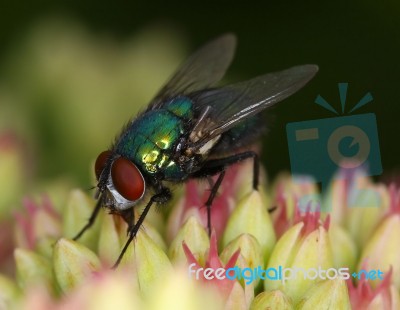 Greenbottle Stock Photo