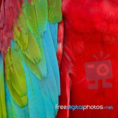 Greenwinged Macaw Feathers Stock Photo