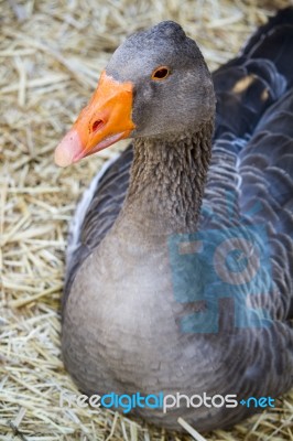 Grey Anser Goose Stock Photo