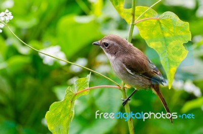 Grey Bushchat Bird (female) Stock Photo Grey Bushchat Bird (female) Stock Photo