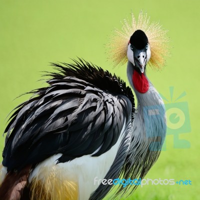 Grey Crowned Crane Stock Photo