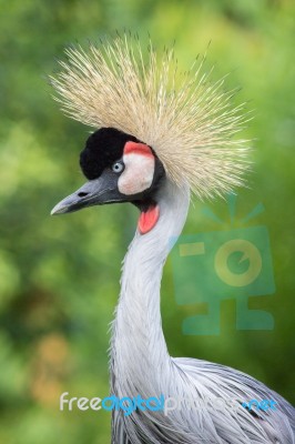 Grey Crowned Crane Head And Neck Stock Photo